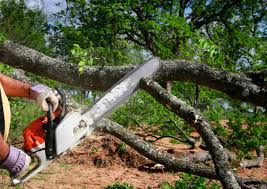 How Our Tree Care Process Works  in  Galveston, TX