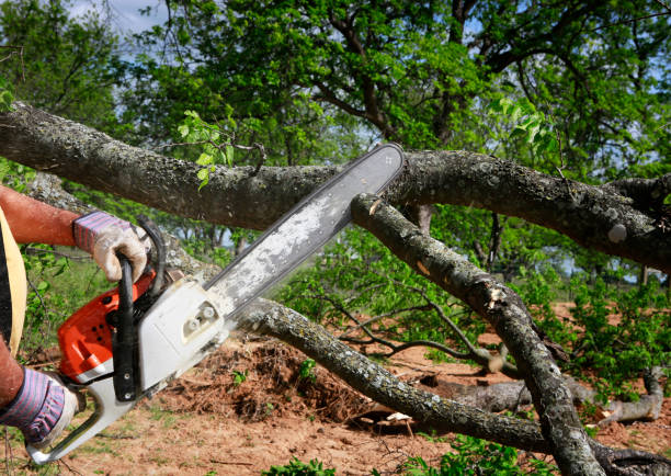 Galveston, TX Tree Care Company